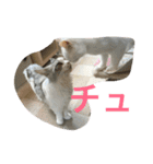 あおとあんずの日常2（個別スタンプ：6）