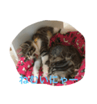 あおとあんずの日常2（個別スタンプ：7）
