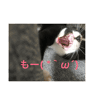あおとあんずの日常2（個別スタンプ：9）