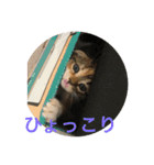 あおとあんずの日常2（個別スタンプ：11）