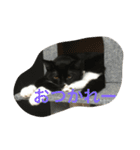あおとあんずの日常2（個別スタンプ：13）