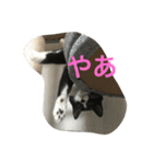 あおとあんずの日常2（個別スタンプ：14）
