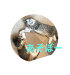 あおとあんずの日常2（個別スタンプ：15）
