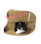 あおとあんずの日常2（個別スタンプ：16）