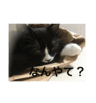 あおとあんずの日常2（個別スタンプ：17）