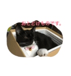 あおとあんずの日常2（個別スタンプ：22）