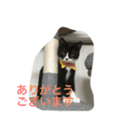 あおとあんずの日常2（個別スタンプ：24）