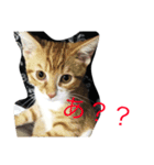 猫のスタンプハクちゃん（個別スタンプ：2）