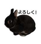 黒ウサギのルン（個別スタンプ：1）