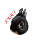 黒ウサギのルン（個別スタンプ：4）
