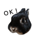 黒ウサギのルン（個別スタンプ：5）