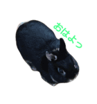 黒ウサギのルン（個別スタンプ：6）