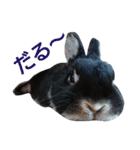 黒ウサギのルン（個別スタンプ：10）