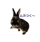 黒ウサギのルン（個別スタンプ：15）