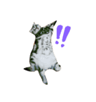 ひめもも（個別スタンプ：11）