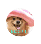 桜桃椿（個別スタンプ：2）
