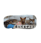 桜桃椿（個別スタンプ：15）