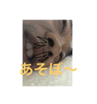 家族シリーズ1（個別スタンプ：15）