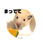 ハムスターぽんぽこ（個別スタンプ：13）