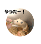 ハムスターぽんぽこ（個別スタンプ：19）