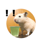 ハムスターぽんぽこ（個別スタンプ：21）