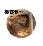 ハムスターぽんぽこ（個別スタンプ：23）