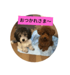 プードル兄弟〜（個別スタンプ：1）