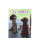 プードル兄弟〜（個別スタンプ：7）