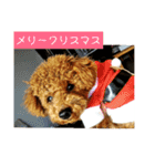 プードル兄弟〜（個別スタンプ：9）