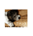 プードル兄弟〜（個別スタンプ：10）