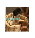 プードル兄弟〜（個別スタンプ：11）