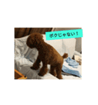 プードル兄弟〜（個別スタンプ：13）