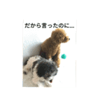 プードル兄弟〜（個別スタンプ：14）
