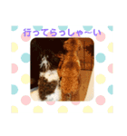 プードル兄弟〜（個別スタンプ：16）