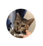 ネコの瑠璃ちゃん（個別スタンプ：1）