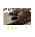 ネコの瑠璃ちゃん（個別スタンプ：2）