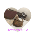 ネコの瑠璃ちゃん（個別スタンプ：3）