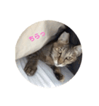 ネコの瑠璃ちゃん（個別スタンプ：5）