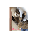 ネコの瑠璃ちゃん（個別スタンプ：6）