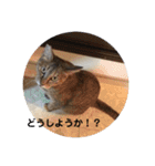 ネコの瑠璃ちゃん（個別スタンプ：8）