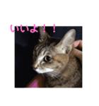 ネコの瑠璃ちゃん（個別スタンプ：9）