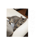 ネコの瑠璃ちゃん（個別スタンプ：12）