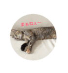 ネコの瑠璃ちゃん（個別スタンプ：14）