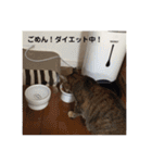 ネコの瑠璃ちゃん（個別スタンプ：17）