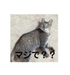 ネコの瑠璃ちゃん（個別スタンプ：18）