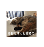 ネコの瑠璃ちゃん（個別スタンプ：20）