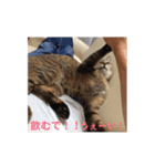 ネコの瑠璃ちゃん（個別スタンプ：22）