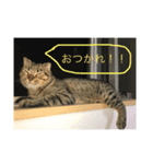 パンプスタンプ（個別スタンプ：3）