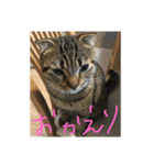パンプスタンプ（個別スタンプ：5）