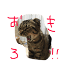 パンプスタンプ（個別スタンプ：7）